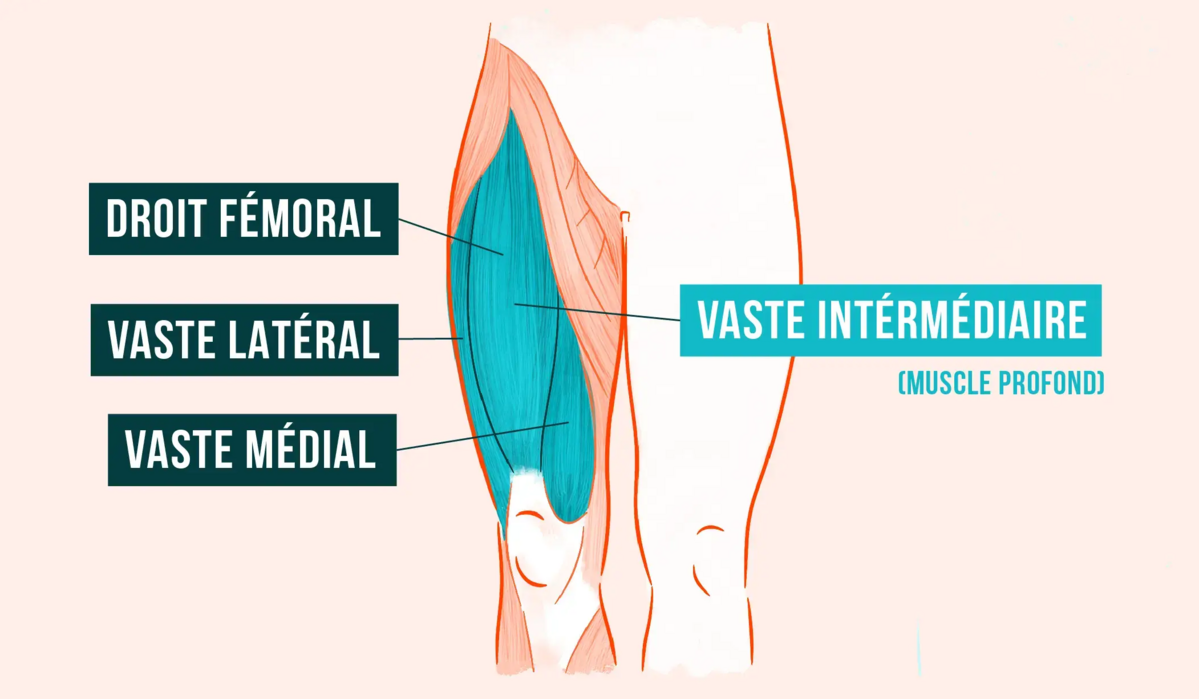 Comment dessiner ses quadriceps